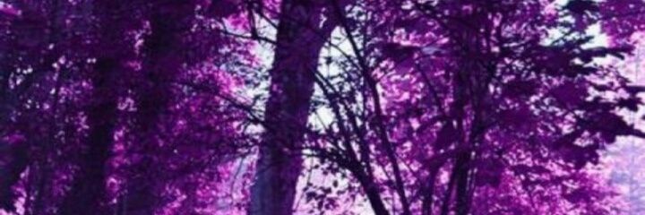 ✨Sara✨ banner