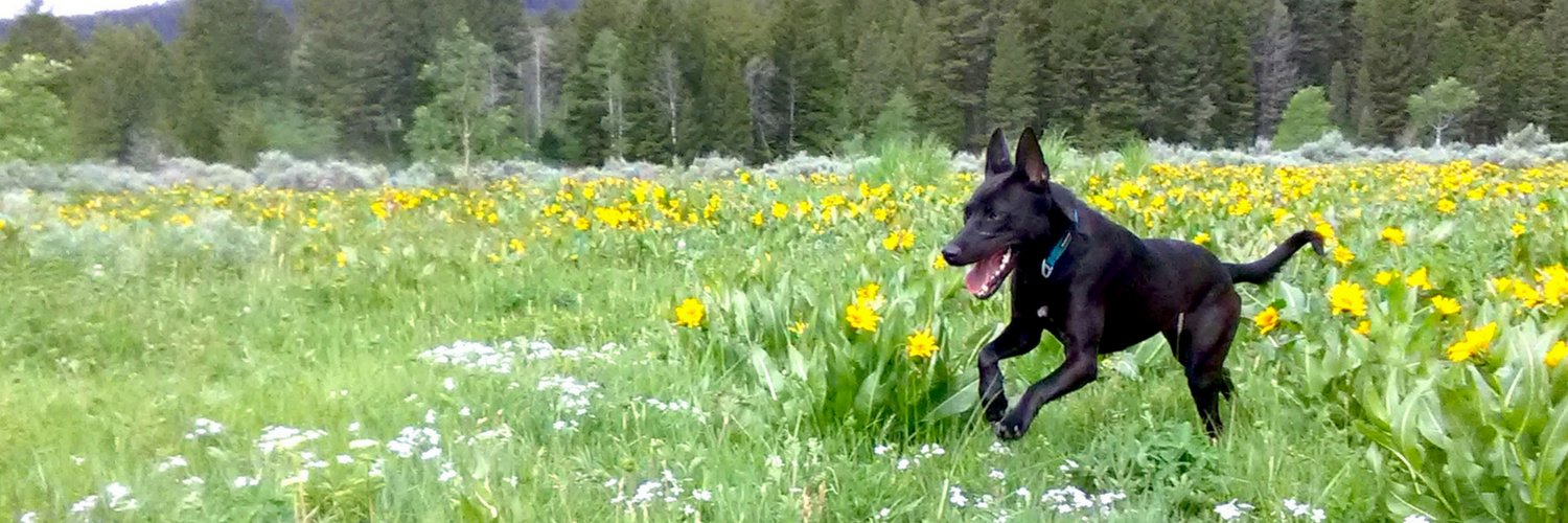 Working Dogs for Conservation banner