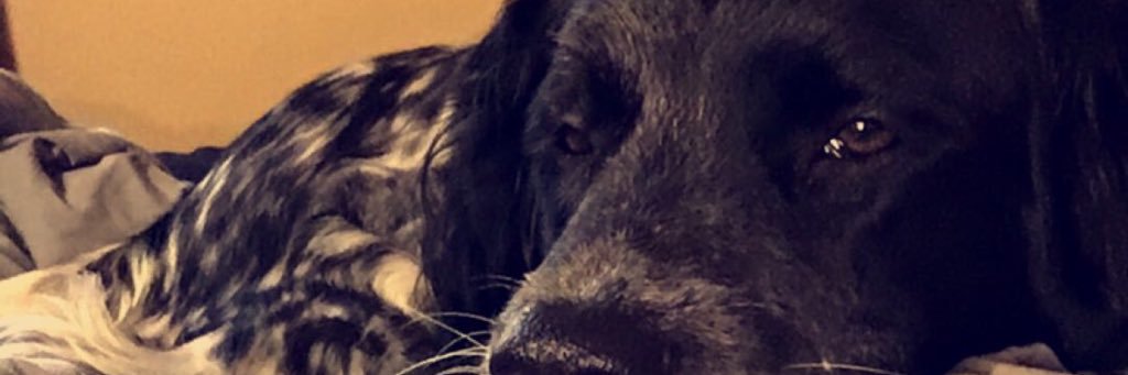 layne_moore's profile banner image