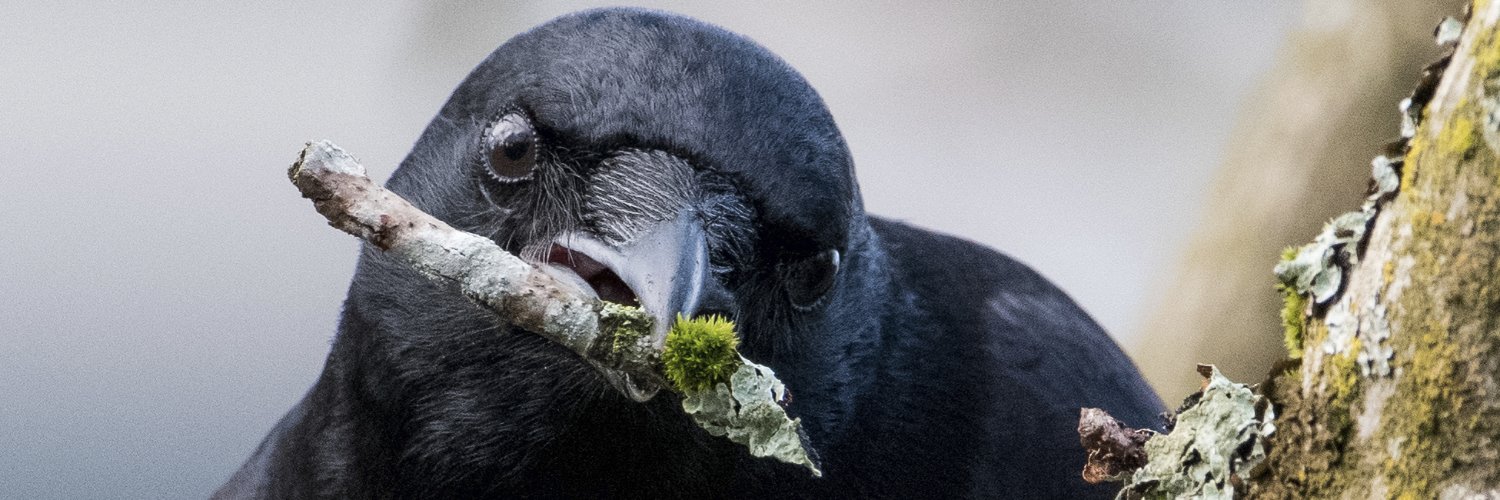 Kris Tsujikawa banner