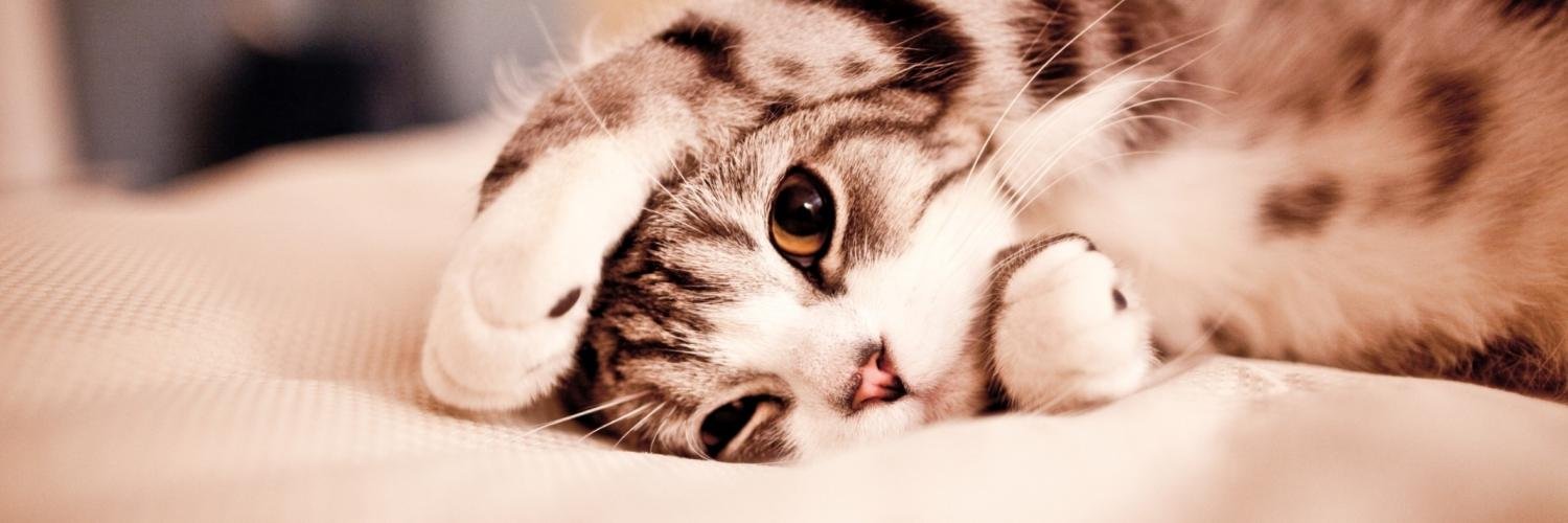 mayoineko24's profile banner image