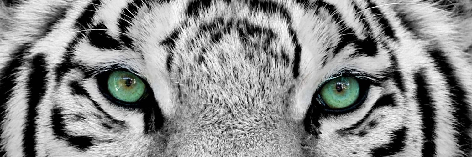 Thulisa's profile banner image
