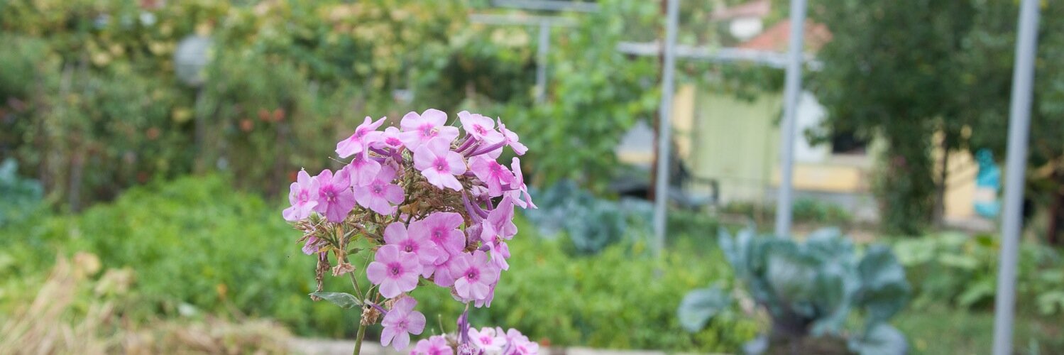 Milena_Peneva's profile banner image