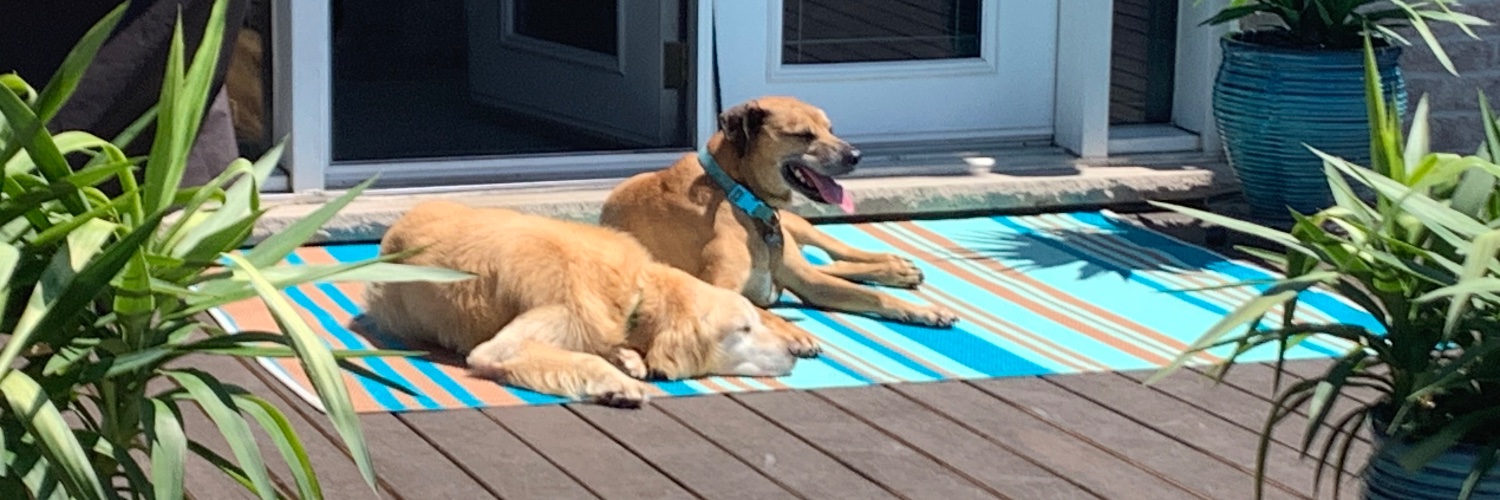 Dave Preston 🇨🇦 banner