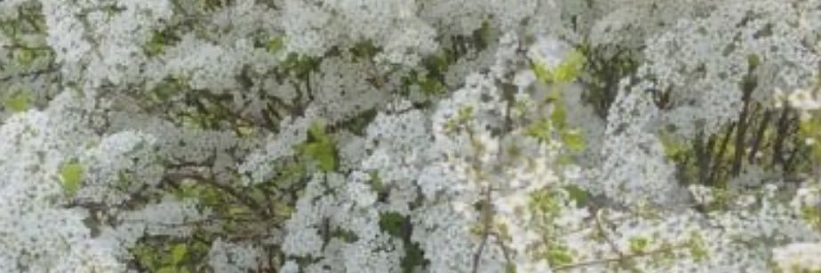 gmharrison's profile banner image