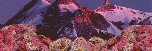 flowindig's profile banner image
