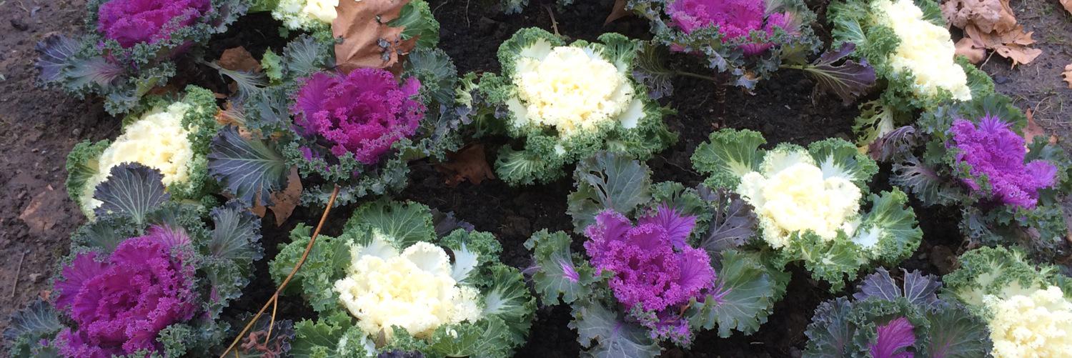 Арина Кочконян banner