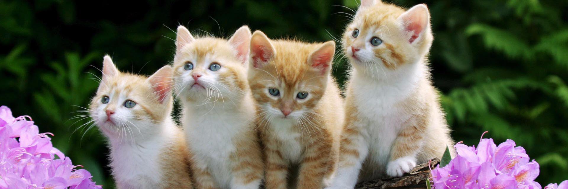 lifewithcatstv's profile banner image