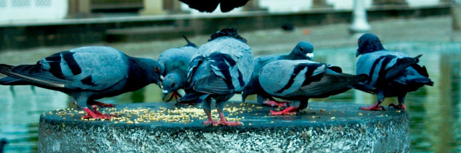 dhamir77's profile banner image