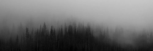 wampirest's profile banner image