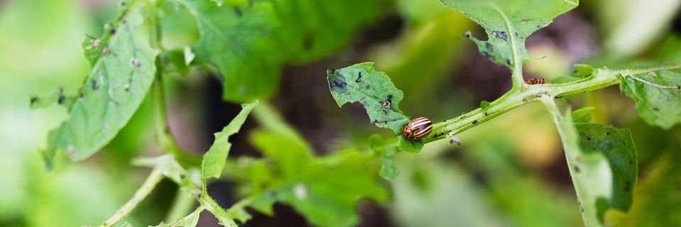 UT Entomology & Plant Pathology banner