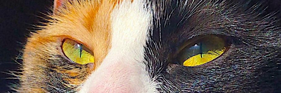 brandoncox18's profile banner image