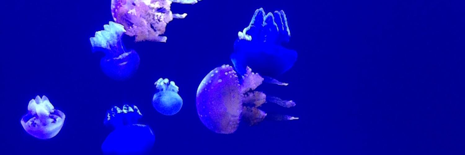 melissablatt's profile banner image