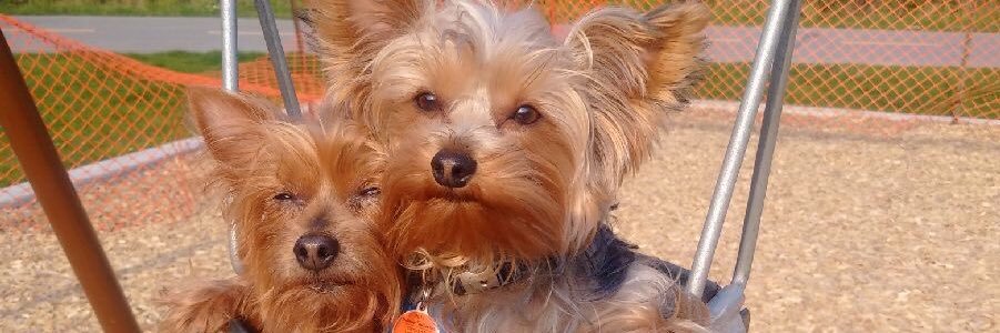 Prairie Edwin banner