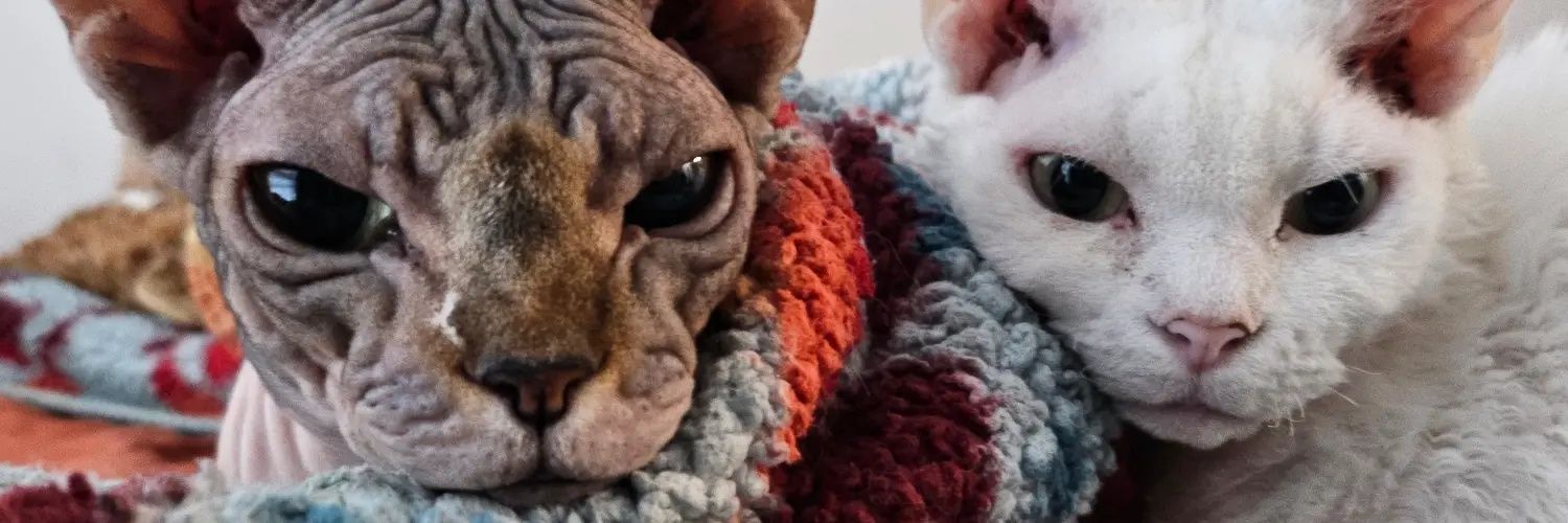 mai • uh ♡ banner