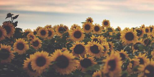 Tita banner