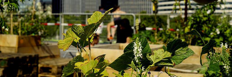 Association Vergers Urbains banner