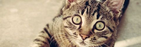 MightySeaman's profile banner image