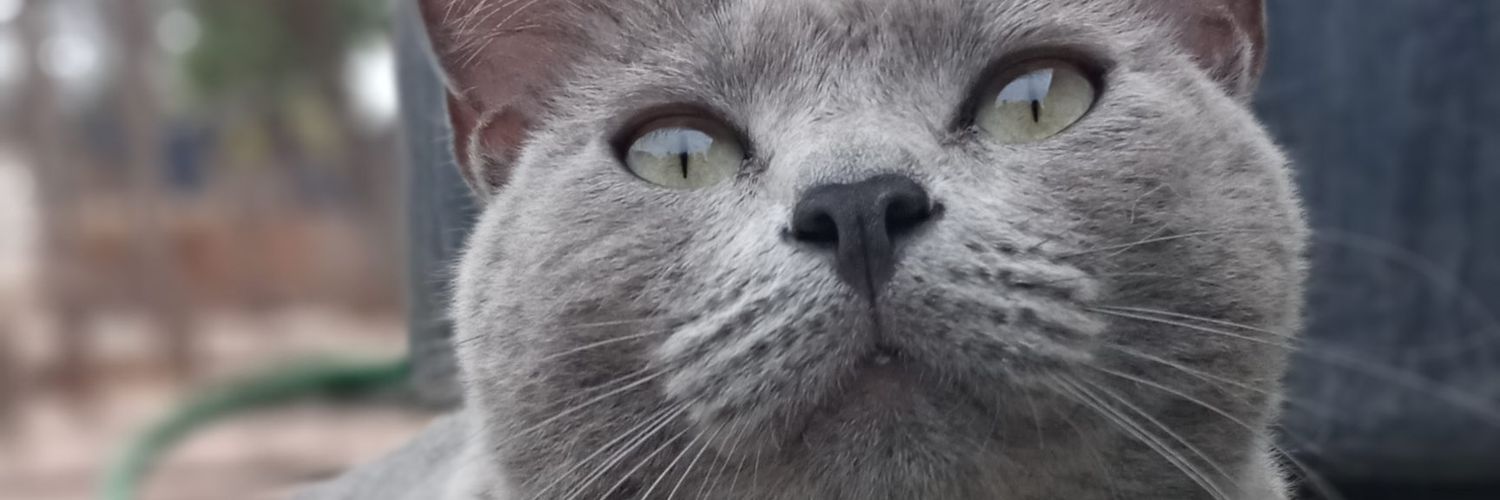 Rocio_Cejas_'s profile banner image