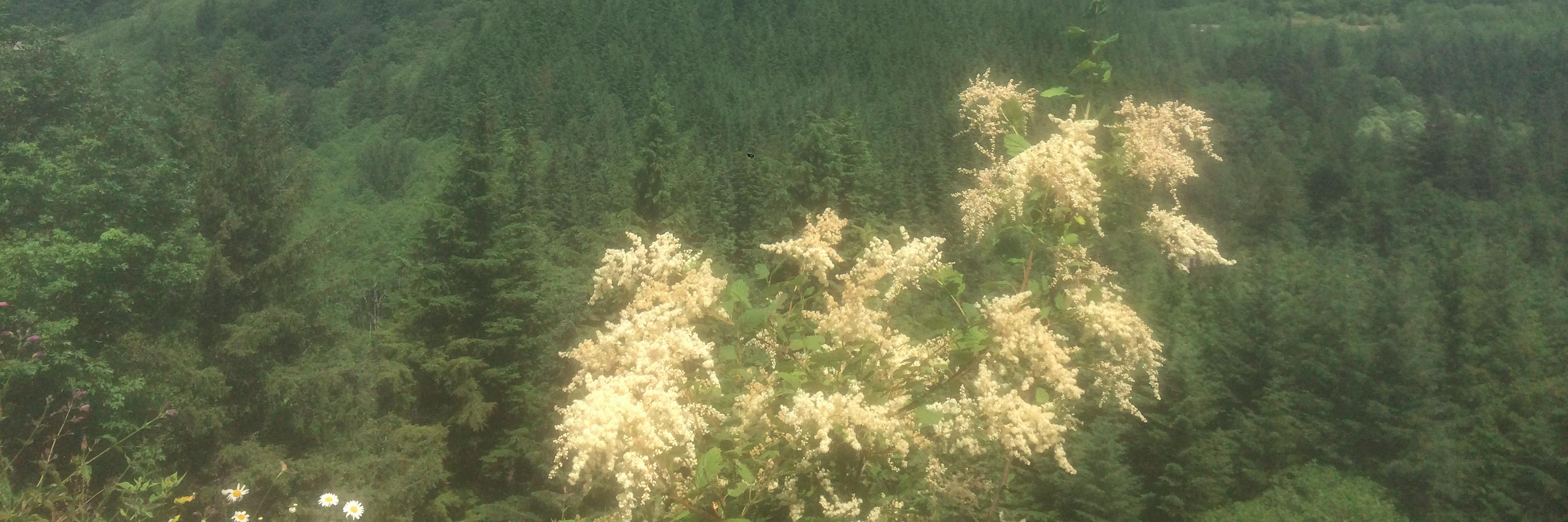 Jacob Morrison banner