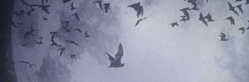 vnsk0106's profile banner image