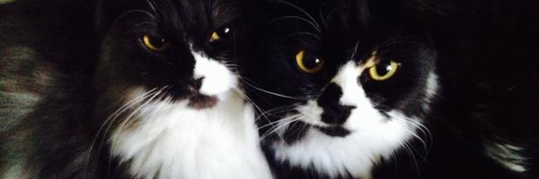 Community_27 Profile Banner