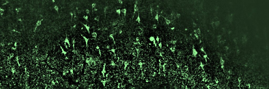 Dr. Suzanne Nolan banner