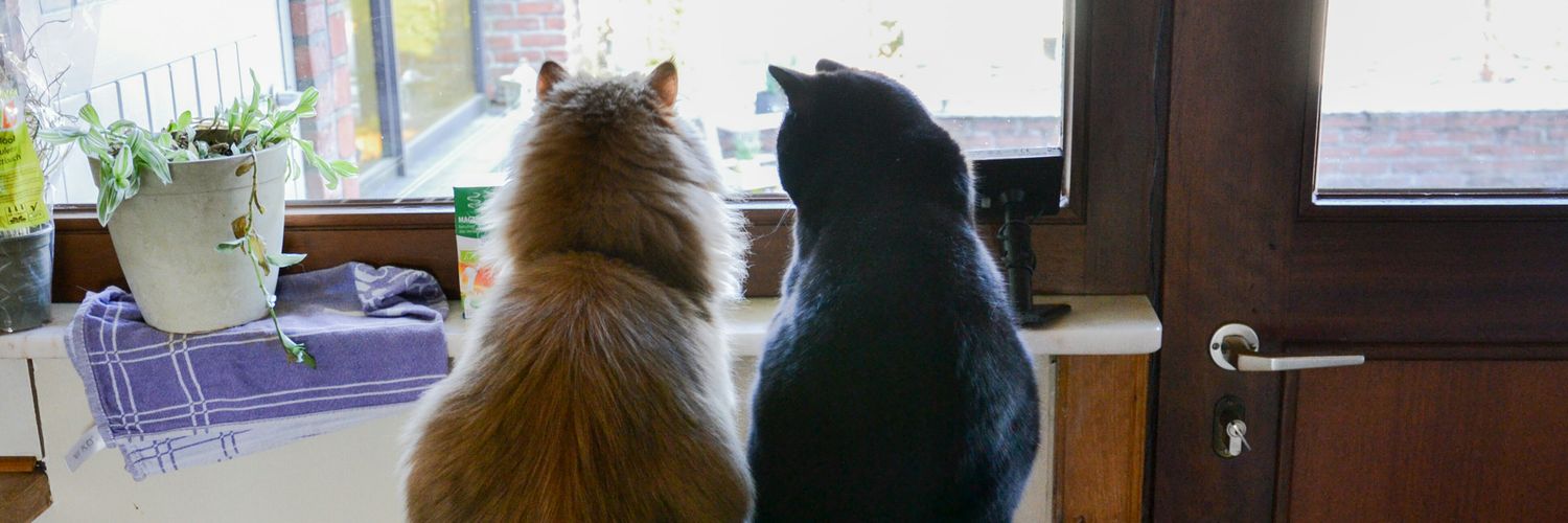 madfluffs's profile banner image