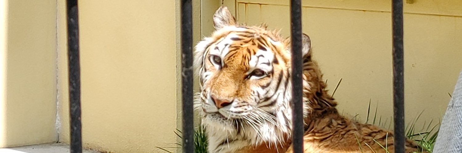 豆太🐅 (@mamearipa) / X