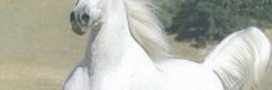 kojee233's profile banner image