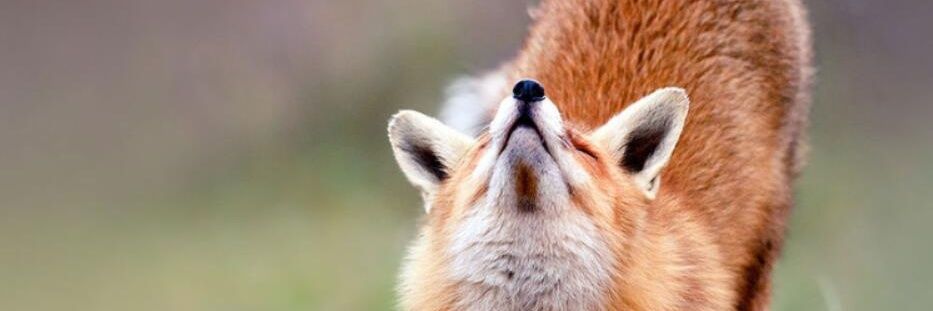 FoxyWolfGG's profile banner image
