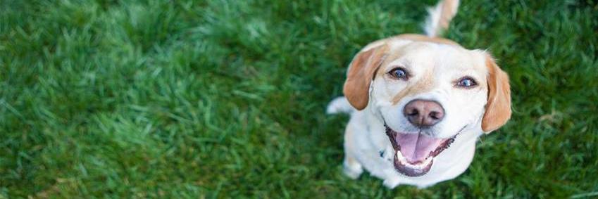 PatMyPets's profile banner image