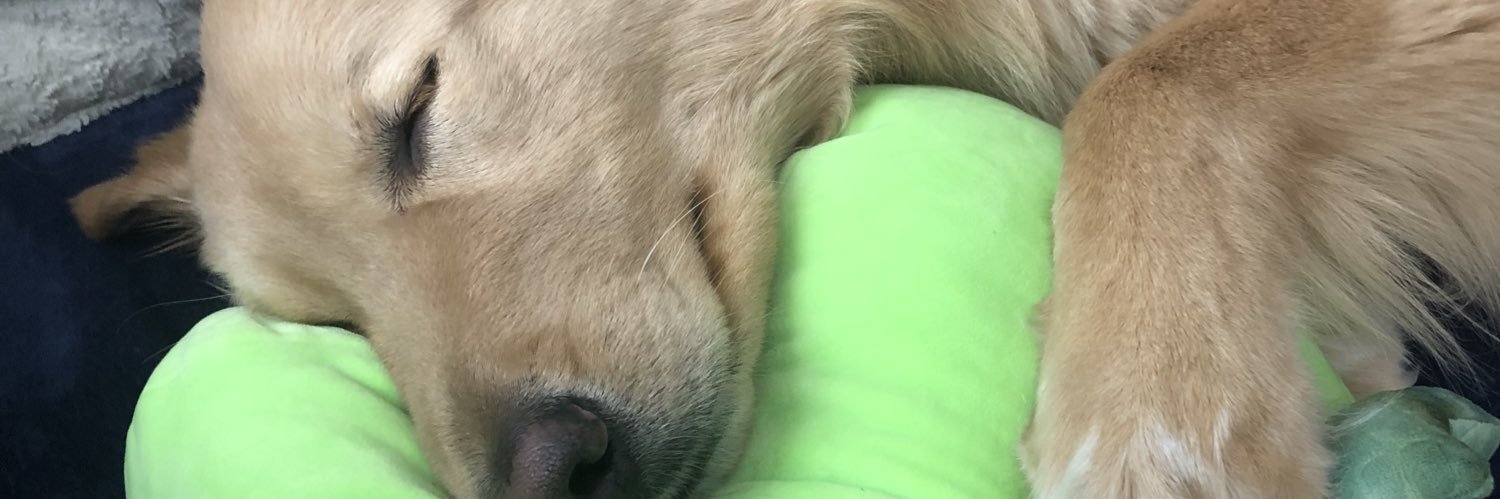 SaigeEmma's profile banner image