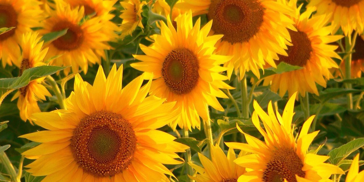 _jenzeb's profile banner image