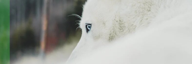 ChampD97's profile banner image