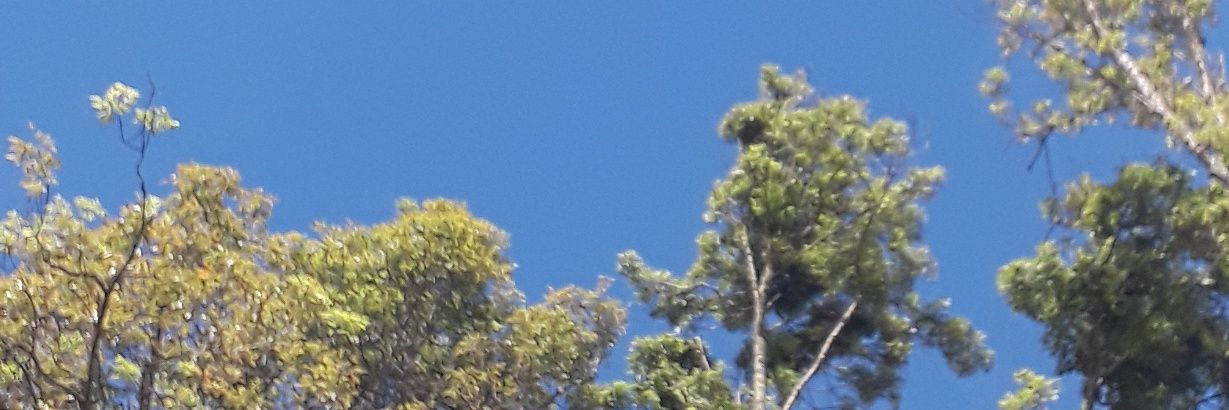yadicev's profile banner image