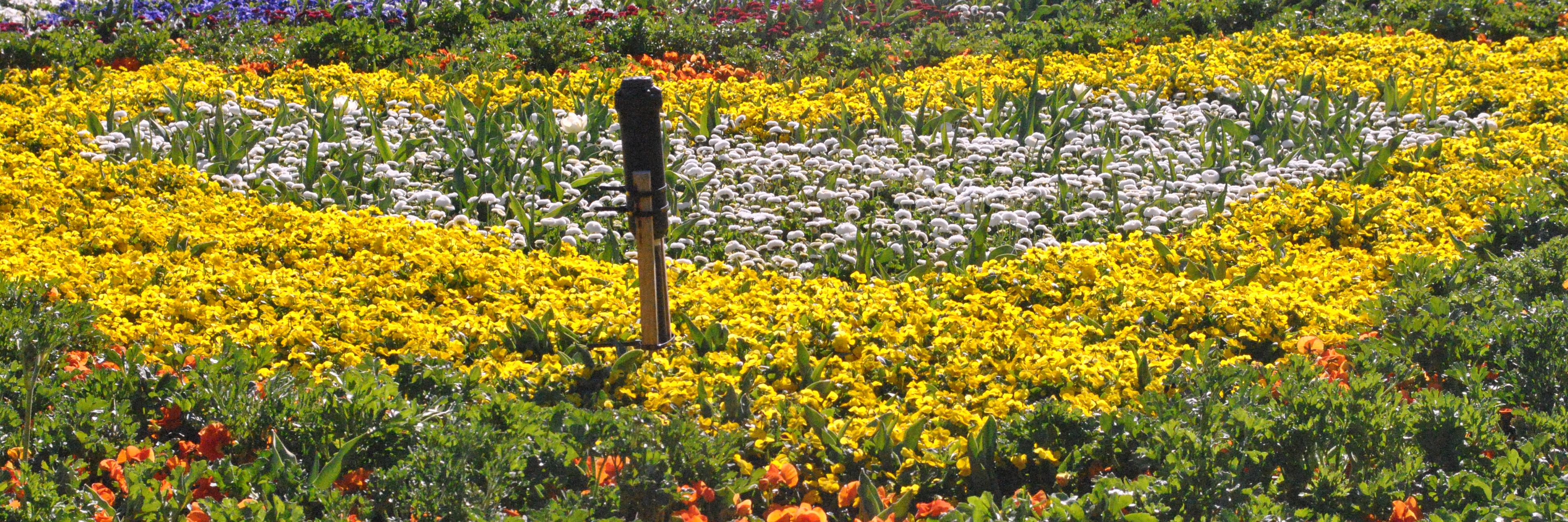 Kinley Wangdi banner