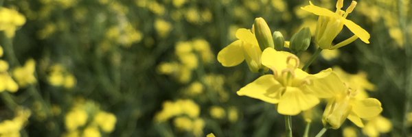 amandawuchs Profile Banner