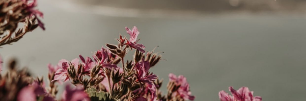 beckydessa's profile banner image
