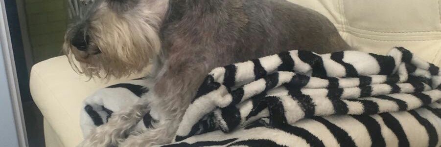 Elizabeth Álvarez banner