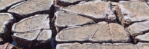 Prof Andrew Lynch banner