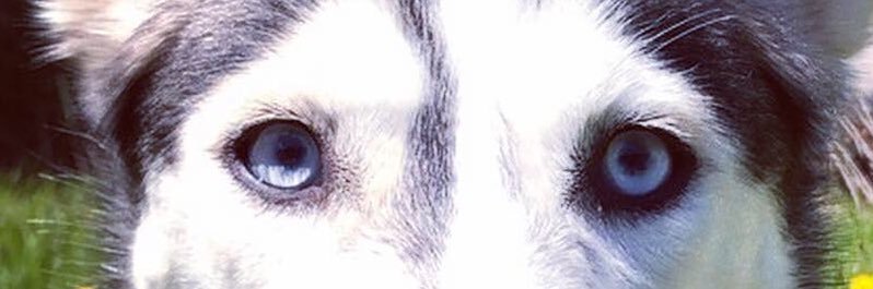 service_paws2's profile banner image