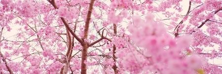 llkhryh's profile banner image