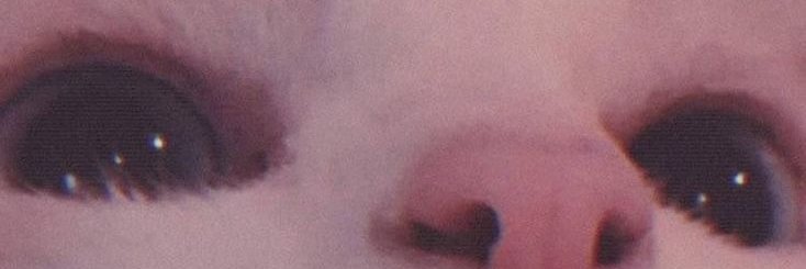 katt_brainrot's profile banner image