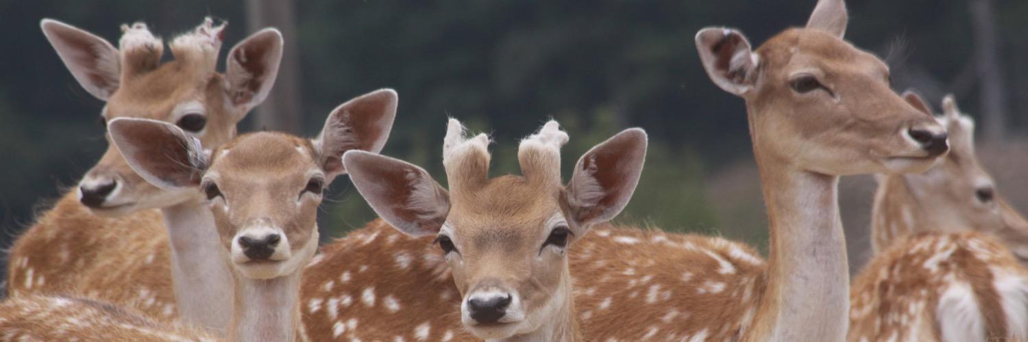 DancingRaveDeer's profile banner image