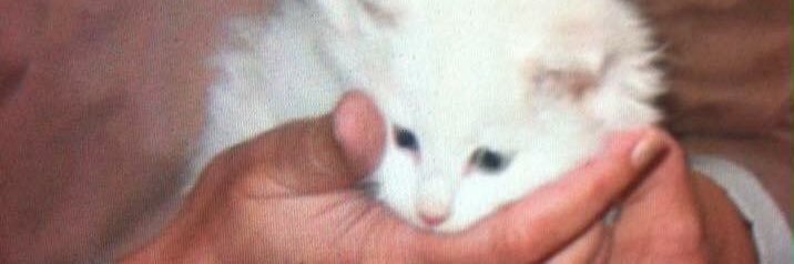 Mi 😾🔍🇸🇪 banner