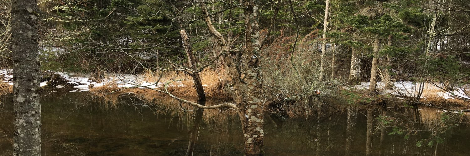 Lindsay Allen banner