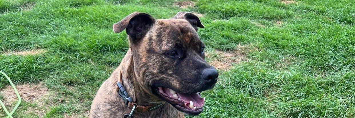 tony wack walker banner