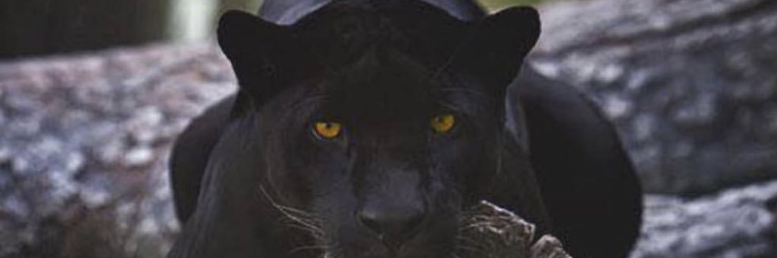 SamuelTiMaal's profile banner image