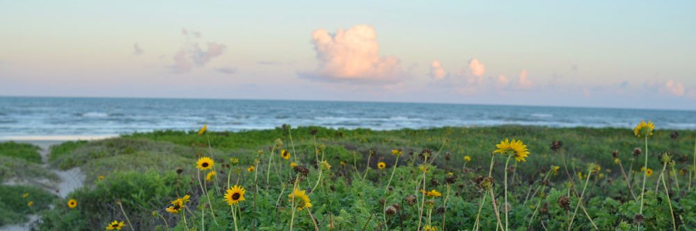 Marie Kazalia banner